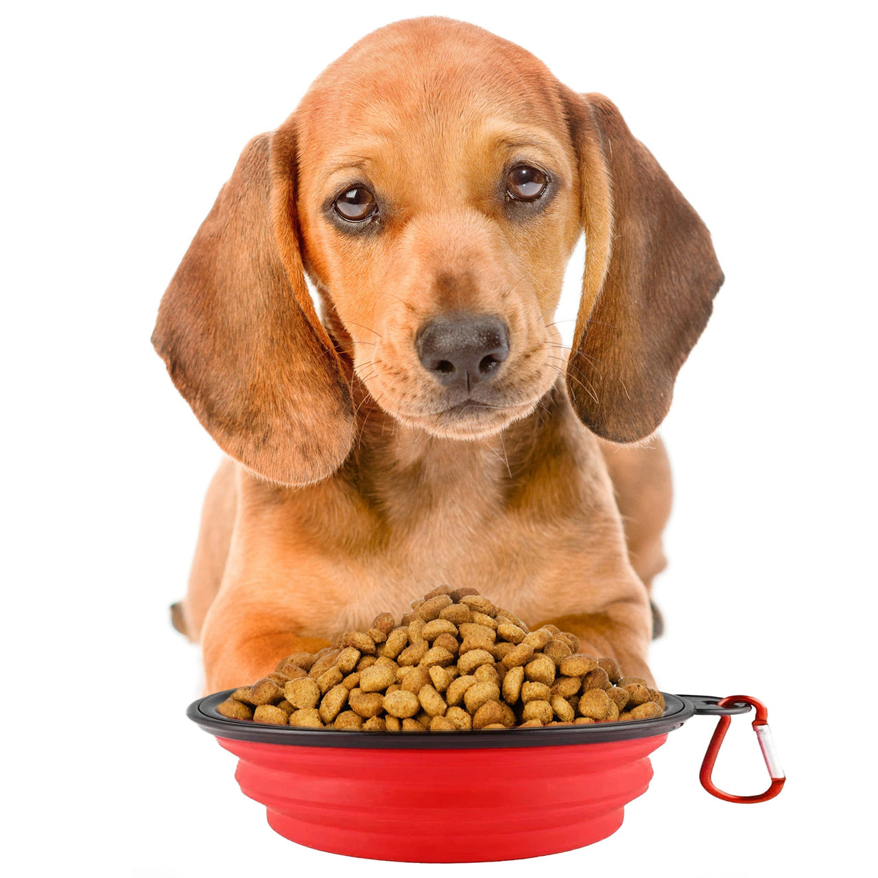 Republican Dogs Collapsible Dog Bowl